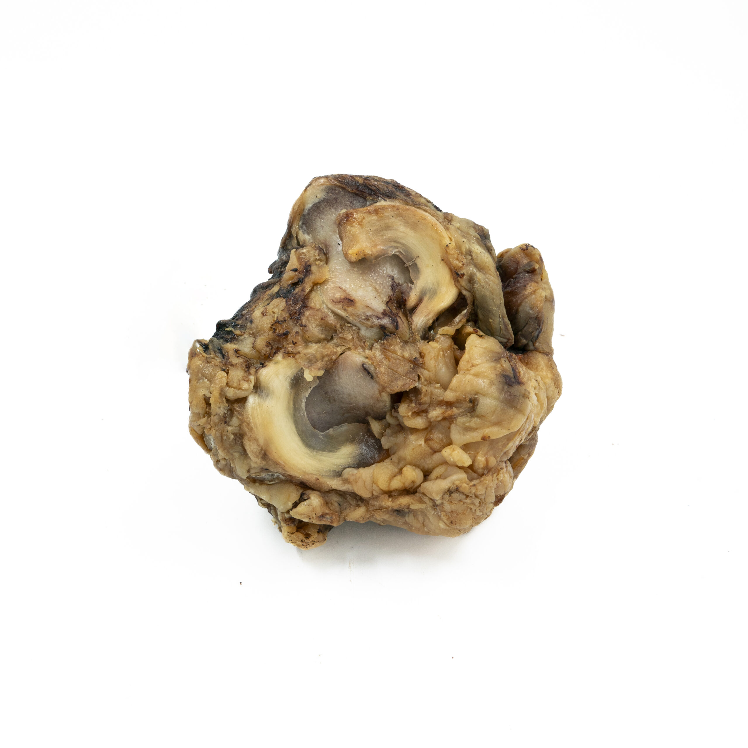 מפרק עצם מח בקר - עצם טבעית לעיסה לכלבים