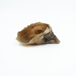 פרסת בקר טבעית מיובשת