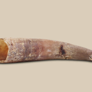 קרן בקר טבעית מיובשת גודל L