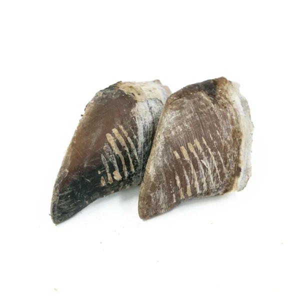 פרסת בקר מיובשת — 2 יחידות